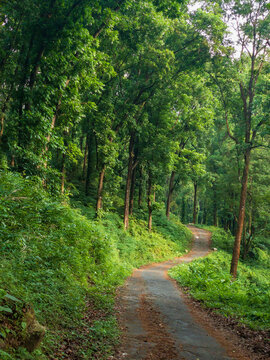 road in the forest