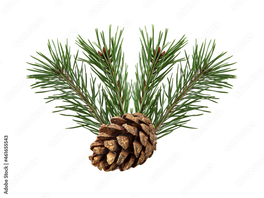Poster a branch of a Christmas tree with cones in isolation on a white background