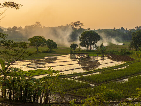 sunset rice field