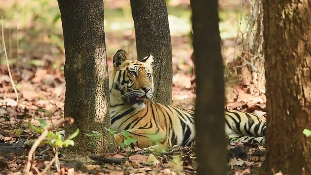 close up shot of Wild male royal bengal tiger at bandhavgarh national park or tiger reserve madhya pradesh india - panthera tigris tigris