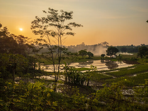 sunset rice field
