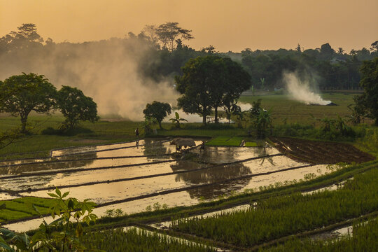sunset rice field