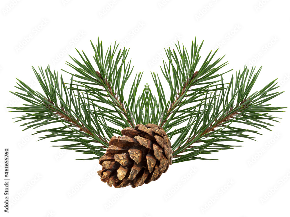 Poster a branch of a Christmas tree with cones in isolation on a white background