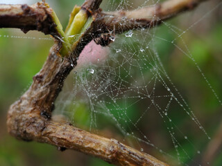 spider web with water drops