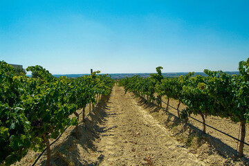 Obraz premium Viñedos del área de cultivo del Somontano con D.O. del mismo nombre, que tiene como centro la localidad de Barbastro, Huesca, Aragón.