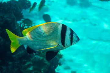 Doublebar bream (Acanthopagrus bifasciatus) in the Red Sea, Egypt. 