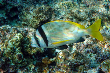 Fototapeta na wymiar Doublebar bream (Acanthopagrus bifasciatus) in the Red Sea, Egypt. 