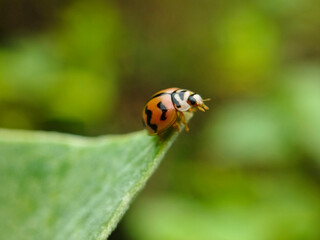 ladybug on a leaf