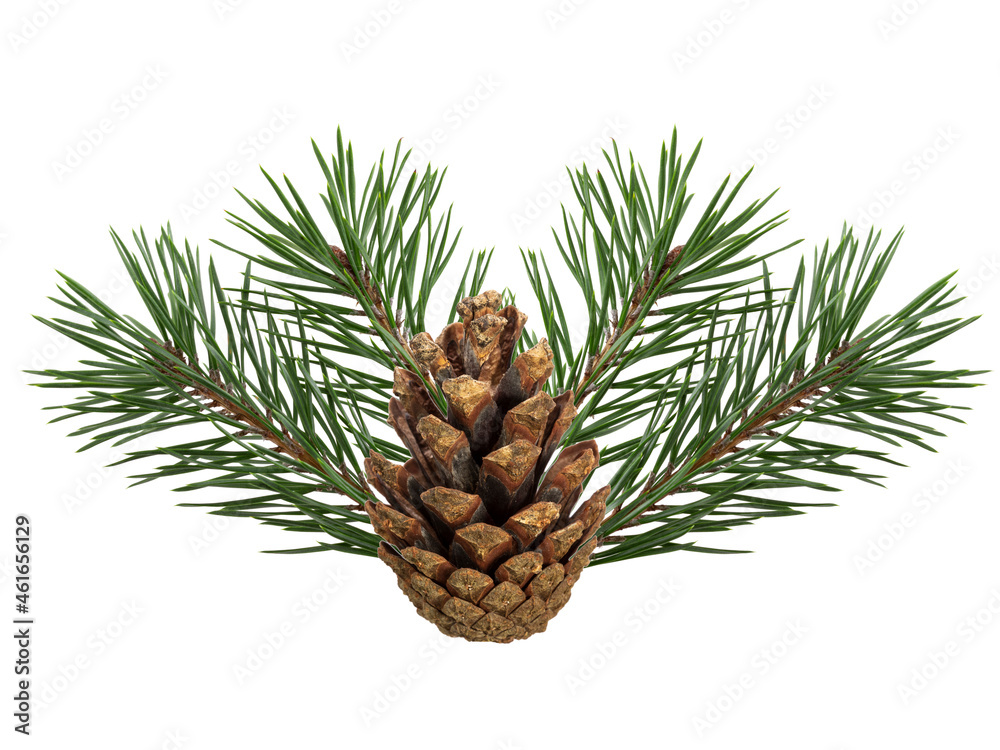 Poster a branch of a Christmas tree with cones in isolation on a white background