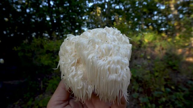 Lion's Mane mushroom on the hand in the autumn forest