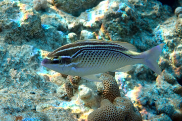 Naklejka na ściany i meble Arabian spinecheek fish - Scolopsis ghanam , Red sea 