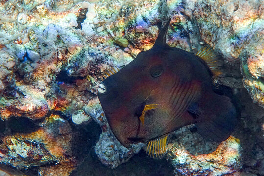 Broom filefish  in Red sea, Egypt, 