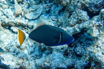 Naklejka na ściany i meble Coral fish Bluethroat triggerfish ,Red Sea ,Egypt