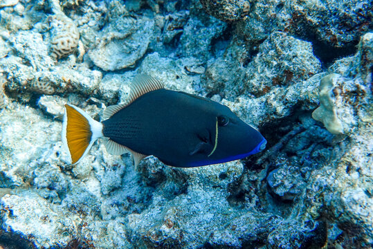 Coral fish Bluethroat triggerfish ,Red Sea ,Egypt