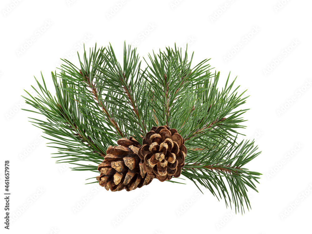 Poster a branch of a Christmas tree with cones in isolation on a white background
