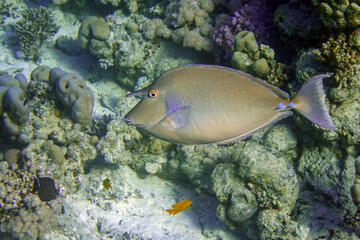 Bluespine  unicornfish in Red sea, Egypt,