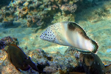 Juvenile Clown Coris, transition phase - Coris aygula ,fish red sea,Egypt