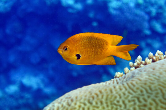 Sulphur Damsel fish above corals, Red sea ,Egypt