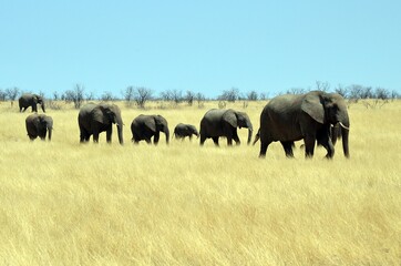 Fototapeta na wymiar African elephant herd in Western Etosha National Park