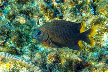 Fototapeta premium Black damselfish taken in the Red sea. Egypt