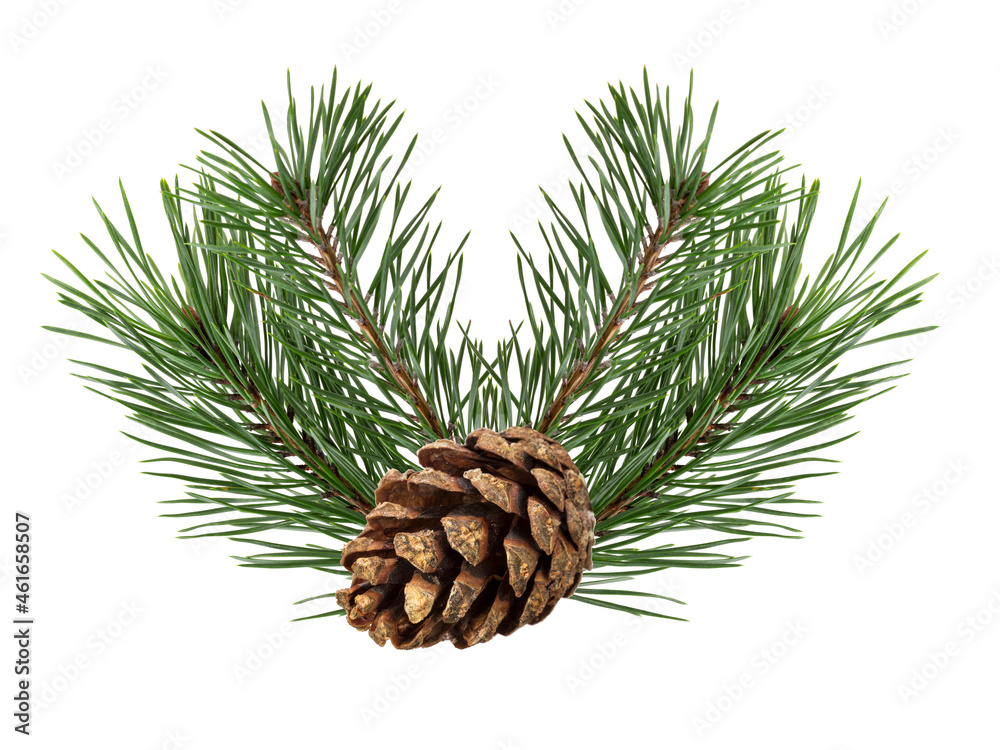 Poster a branch of a Christmas tree with cones in isolation on a white background