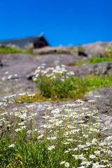 Obraz premium flowers on the rocks