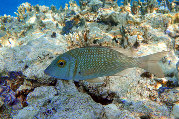 Naklejka na ściany i meble Picnic sea bream fish, Red sea, Egypt