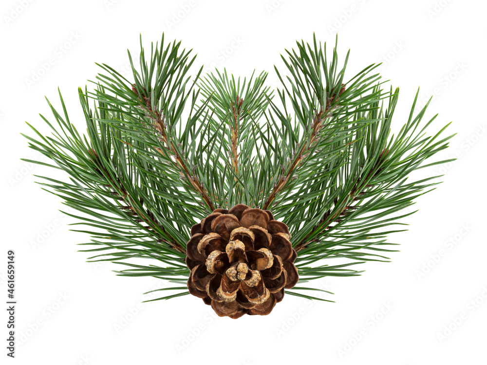 Aufkleber a branch of a Christmas tree with cones in isolation on a white background