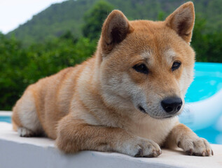 Shiba Inu puppy looks like a little fox