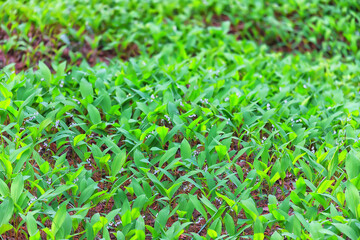lilies of the valley leaves green background, nature fresh green garden texture