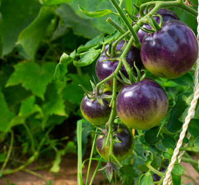 Healthy blue tomatoes tomatoes in the summer garden
