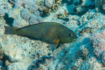 Dotted Parrotfish - Calotomus viridescens,  Red Sea,Egypt