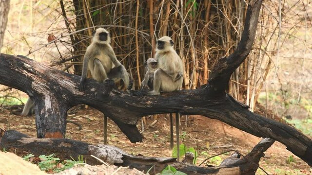 Full or medium shot of Gray or Hanuman langurs or indian langur or monkey alert family coming one by one in frame and climbing on dead tree trunk at bandhavgarh national park madhya pradesh India