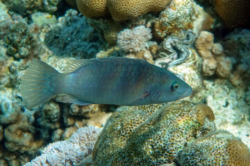 Naklejka na ściany i meble Tropical wrasse fish in Red sea,Egypt