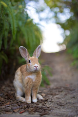 rabbit in the grass