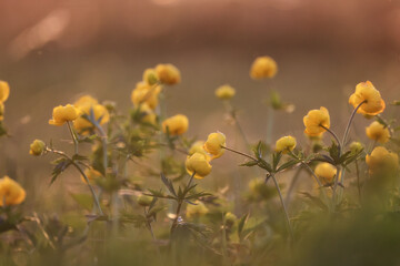 swimsuit wild yellow flowers, nature summer field with flowers abstract beautiful background nature toning
