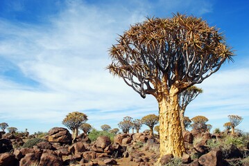 Quiver Tree, Aloidendron dichotomum, from Namibia