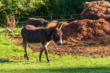 Ein Esel auf einem Bauernhof vor einem Misthaufen