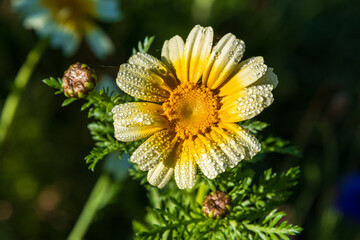 Herbstblumen in einem Park im Herbst