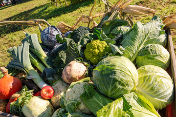 Kohl und Gemüse auf einem Herbstmarkt in Molfsee