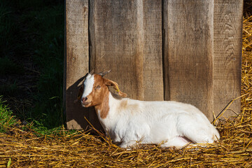 Eine braun-weiße Ziege auf Stroh im Stall eines Bauernhofes