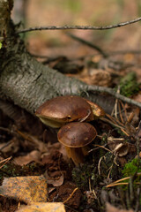 Blurred image of edible mushrooms on the forest floor.