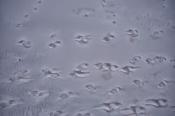 footprints in the sand dog abstract background texture beach