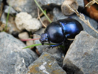 dung beetle Geotrupes earth-boring is a genus of earth-boring scarab beetles in the family Geotrupidae. There are at least 30 described species in Geotrupes - obrazy, fototapety, plakaty