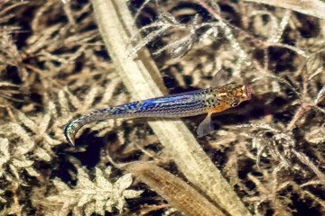 Small colorful sailfin molly fish in the Florida Everglades
