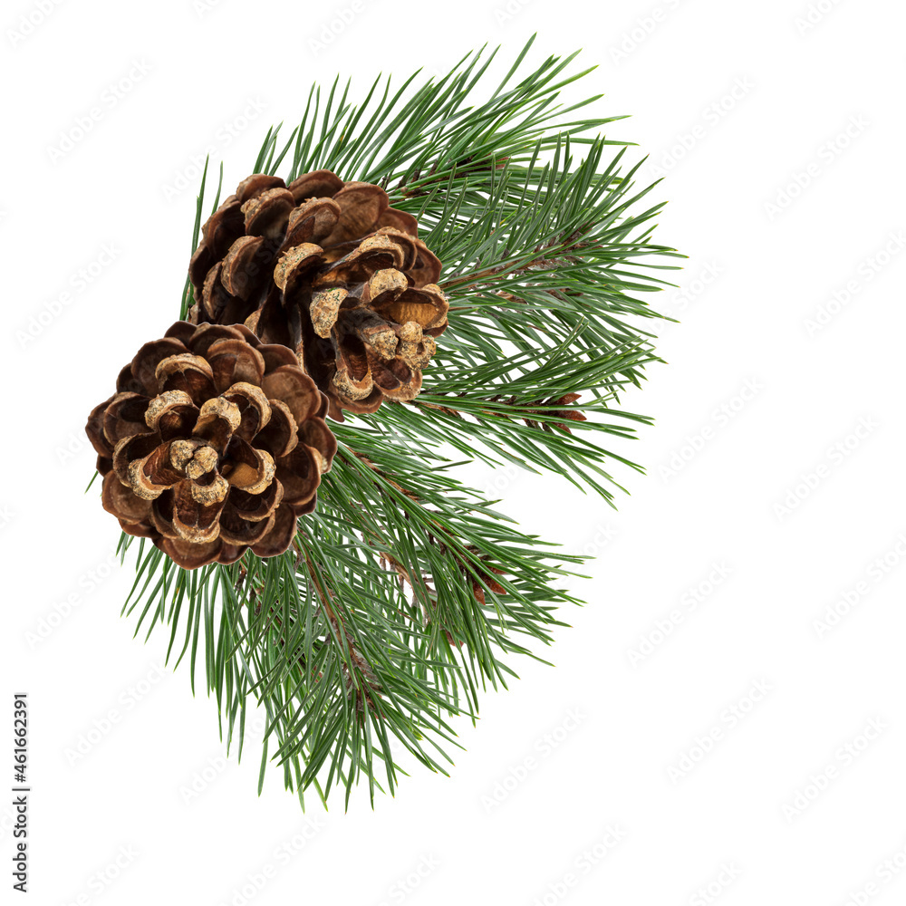 Poster a branch of a Christmas tree with cones in isolation on a white background