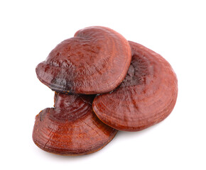Ganoderma Lucidum Mushroom isolated on white background