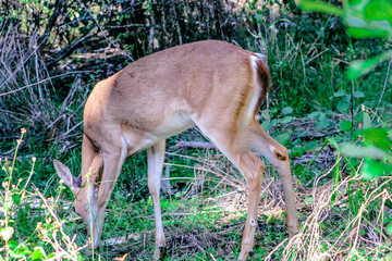 Deer in battlefield park in Florida