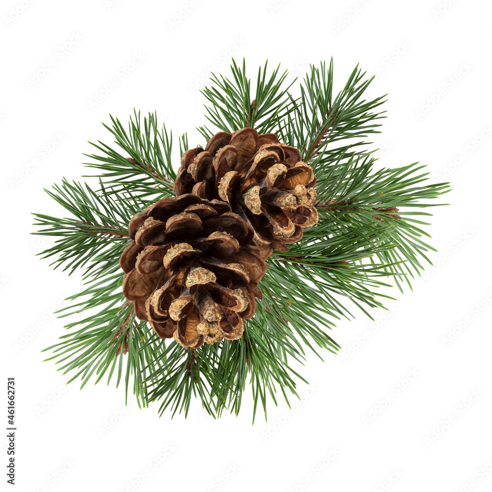 Poster a branch of a Christmas tree with cones in isolation on a white background
