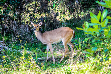Deer in battlefield park in Florida